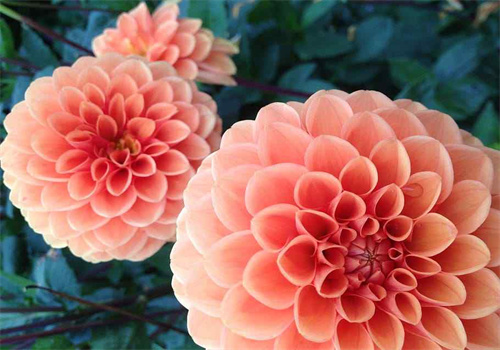 天泽优选花艺