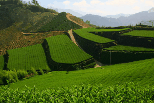 久和顺茶叶