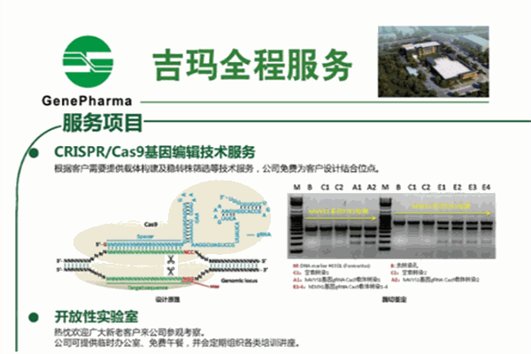 吉玛基因