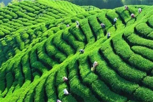 绿腾