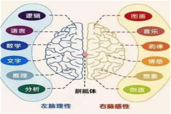 清大全脑开发
