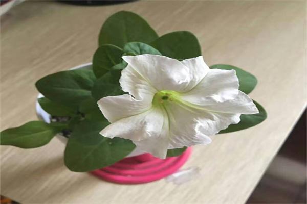 幸子花园