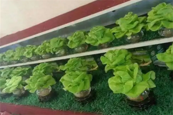 菜培蔬菜加盟