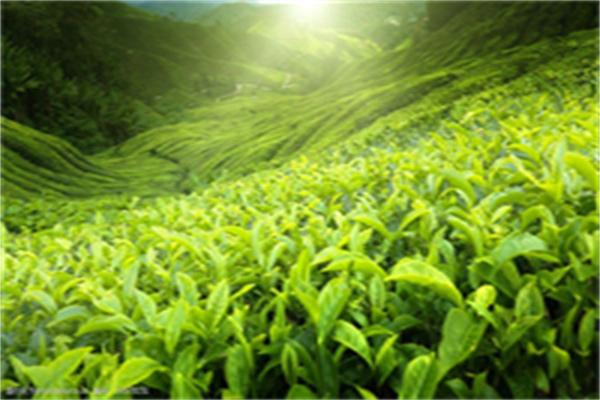 天徽茶叶