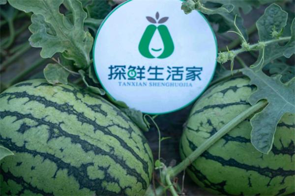 探鲜生活家水果加盟