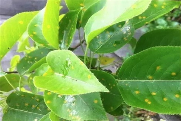 赛思科害虫防治