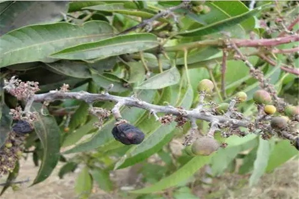 赛思科害虫防治