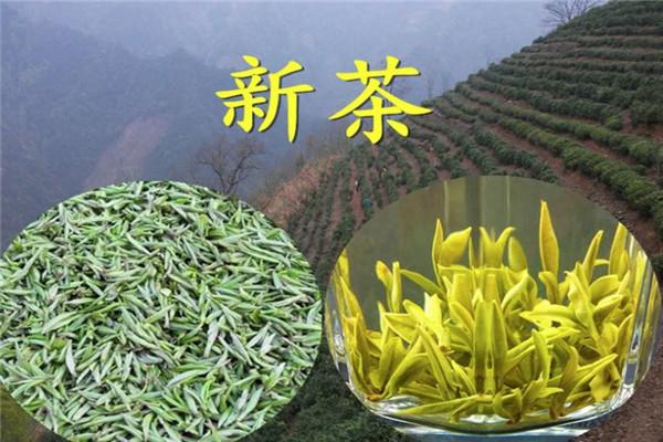 歙县茶叶