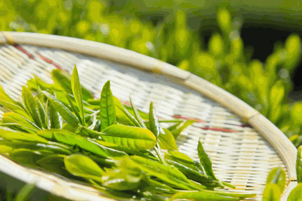 茗腾茶叶