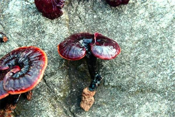龙华野生灵芝