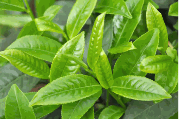 茗腾茶叶