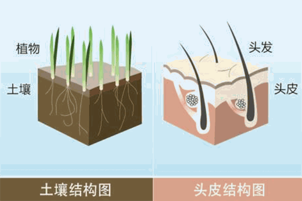 白转黑中药包养发