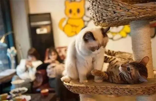 猫咪咖啡馆