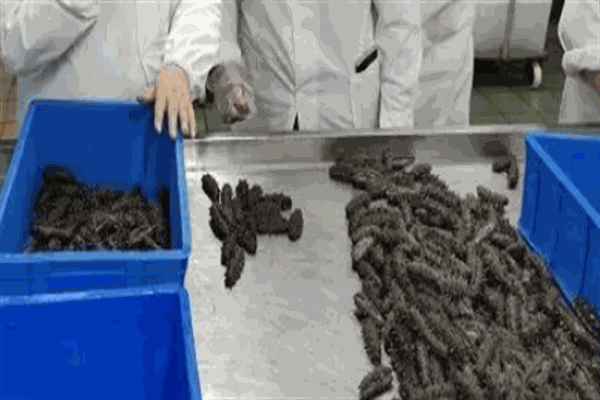 新颖佳生物科技