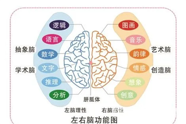 涂涂鸦全脑开发