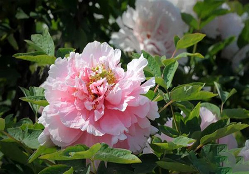 龙池牡丹