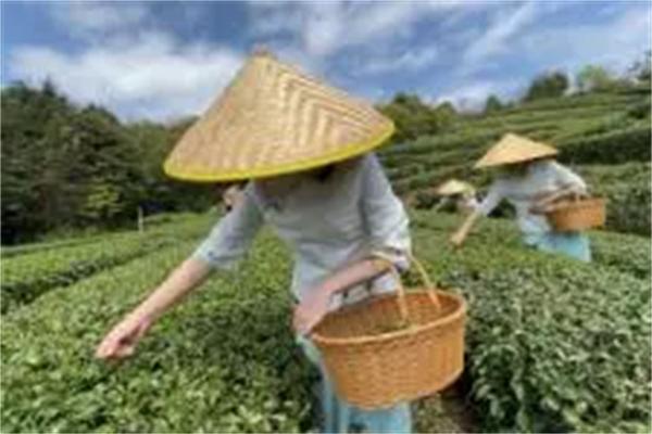 鸿棉茶业加盟