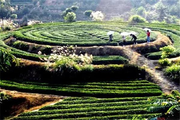 坪山名茶茶叶