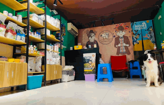 宠物店需要什么