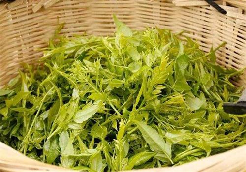 四月の茶