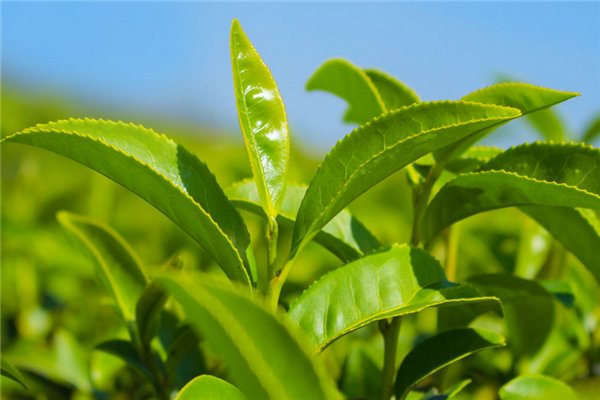 大唐贡茶