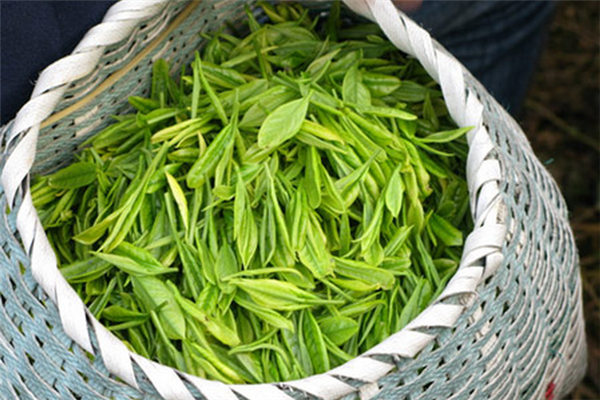 大唐贡茶