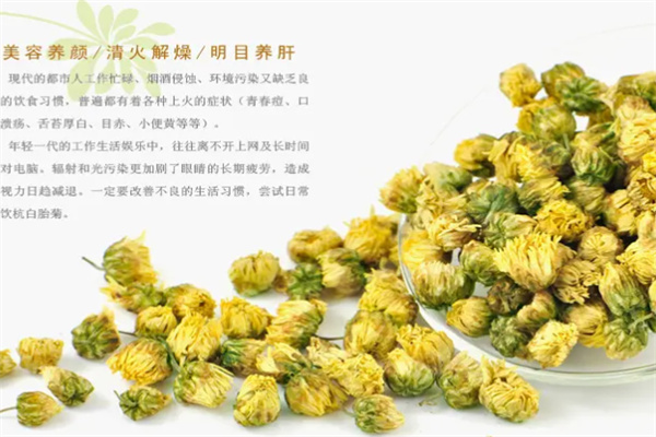 明钼胎菊花茶加盟