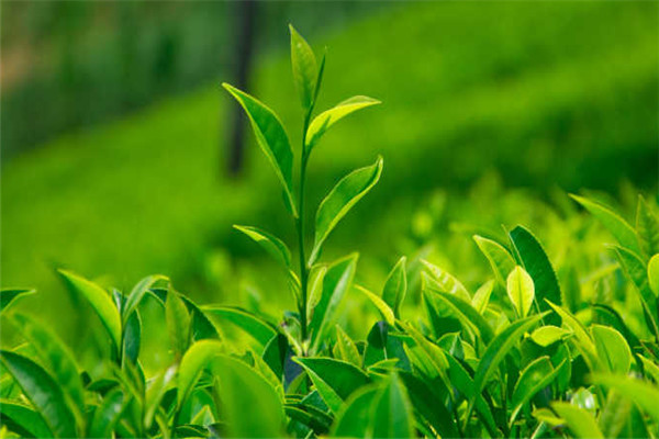 溢鼎春茶业加盟