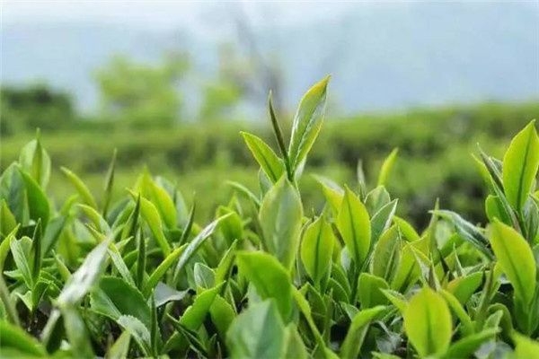 溢鼎春茶业加盟