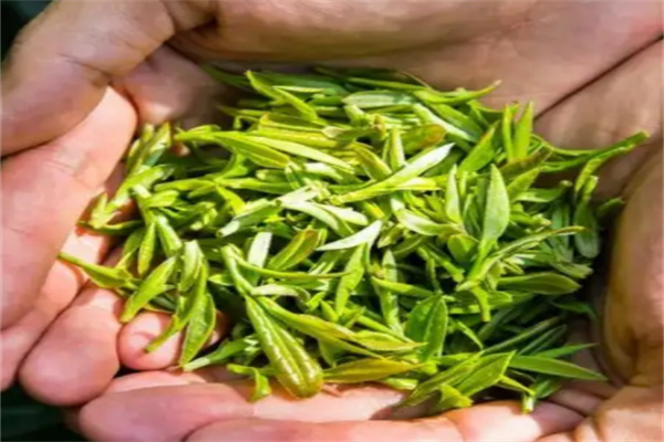 节节清茶叶