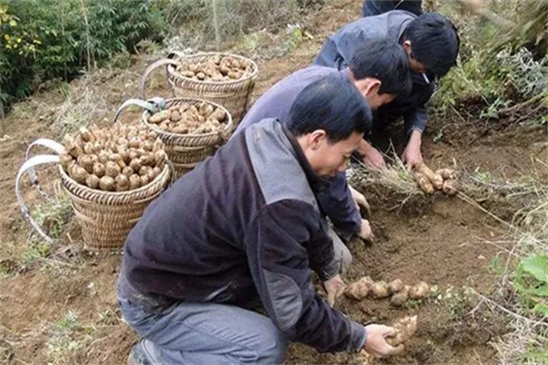 中农一号天麻种植加盟
