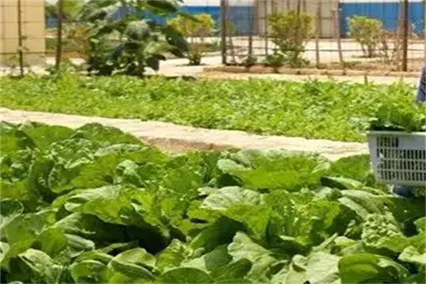旺东大菜园商城