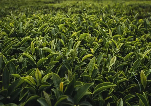 平武茶业