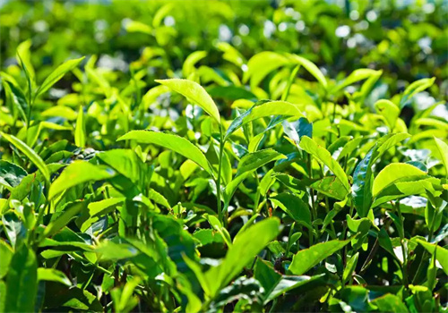 平武茶业