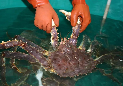 陈佳海鲜