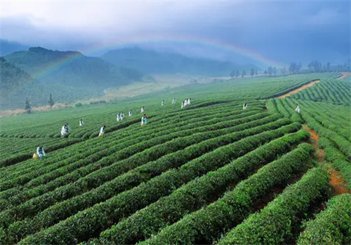 龙都茶业