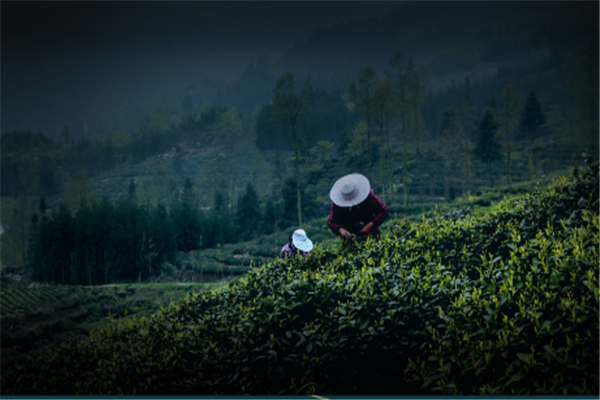 一枝春茶业