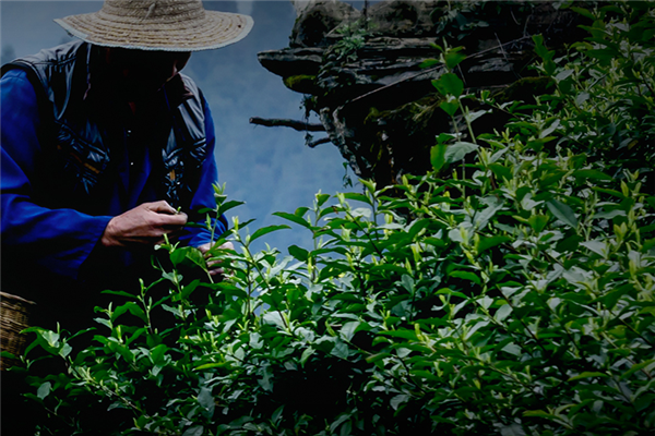 一枝春茶业