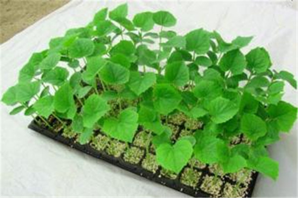 丰润园艺种植