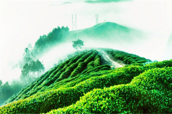 彝乡人苦荞茶