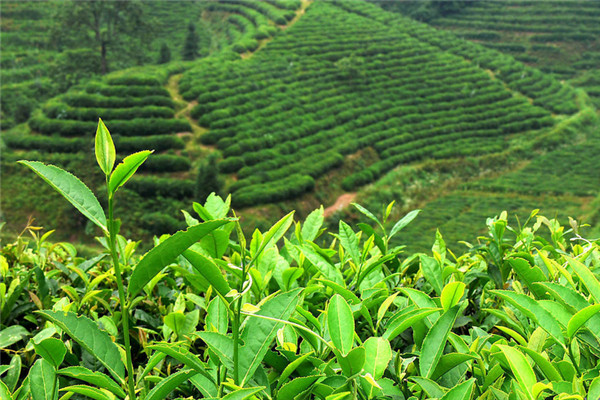 世冠茶叶