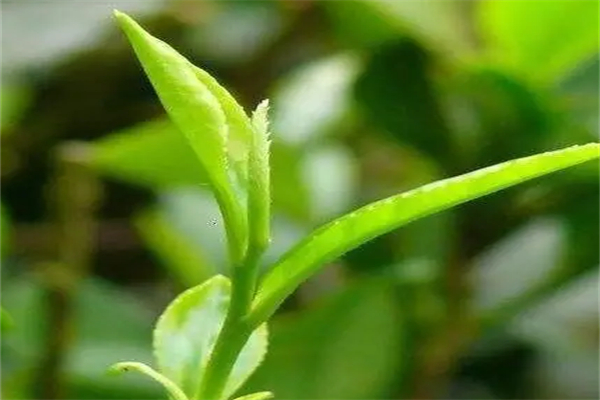 茗燕汇茶叶加盟