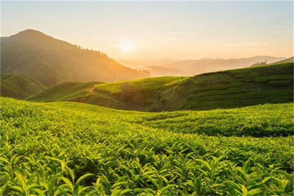 川宁红茶