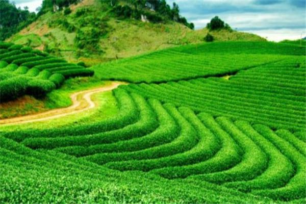 云中居茶