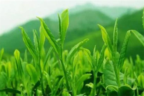 闽达茶叶
