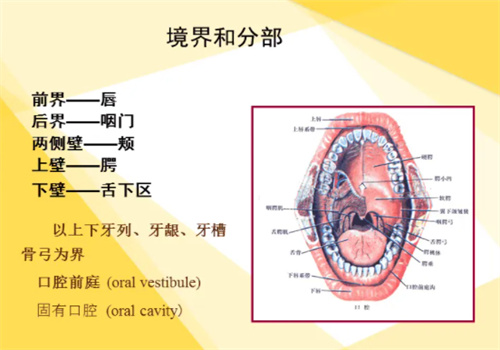德亚口腔连锁