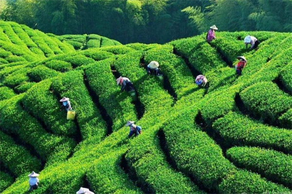 闽达茶叶