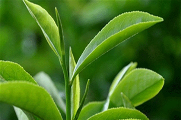 婀娜公主名茶加盟