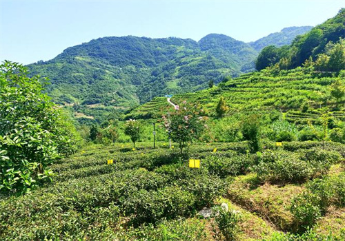 月池紫阳富硒茶