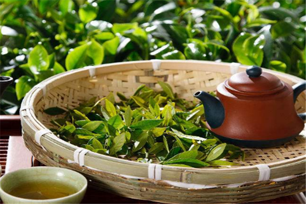 特伦生物茶业